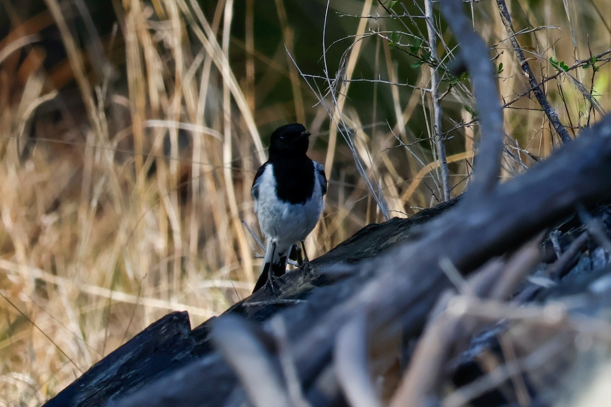 Hooded Robin - ML641374426