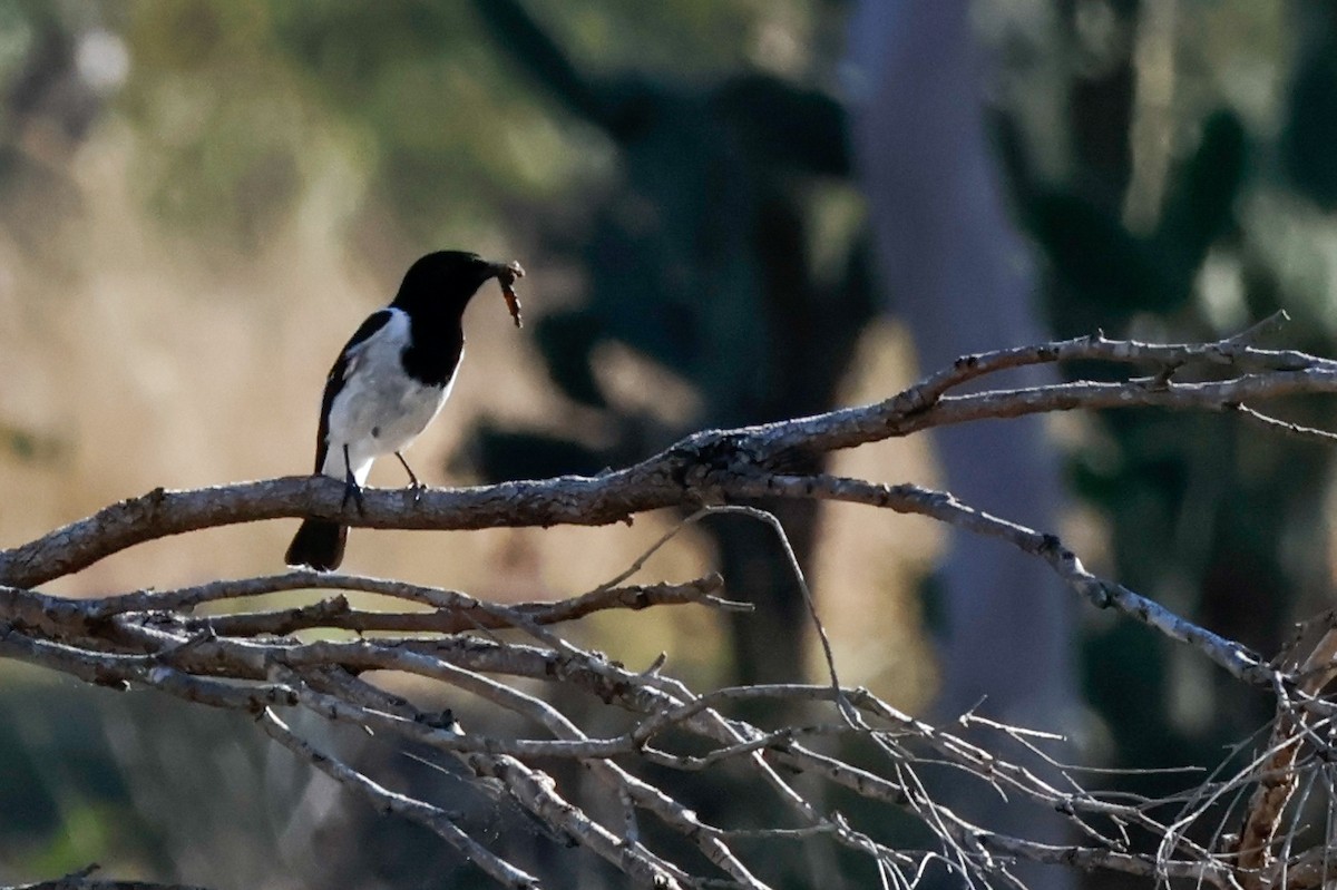 Hooded Robin - ML641374427