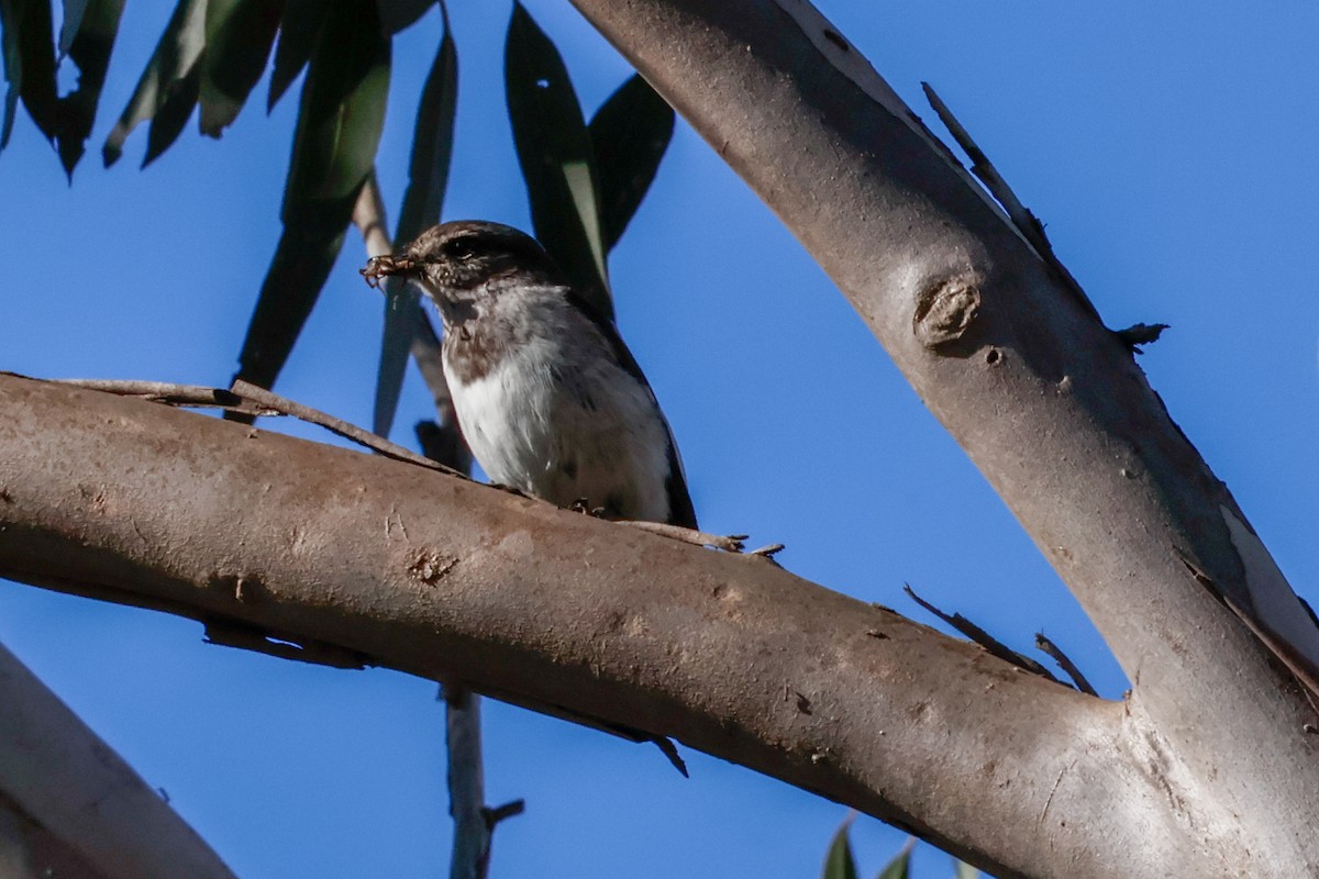 Hooded Robin - ML641374428
