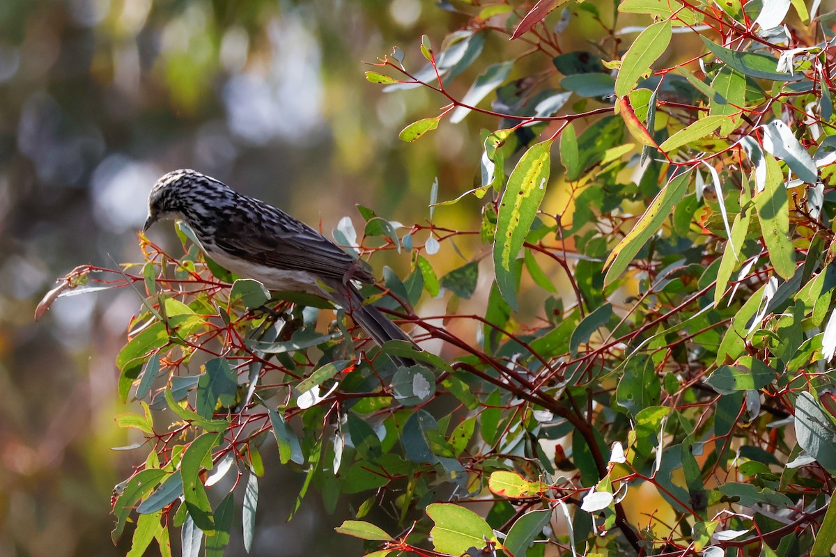Striped Honeyeater - ML641374477