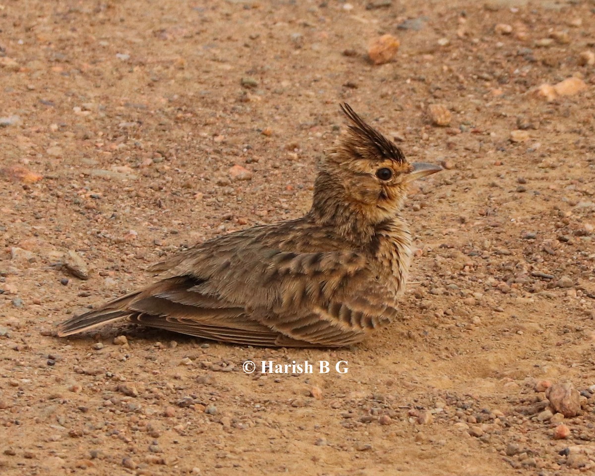 Malabar Lark - ML641374484