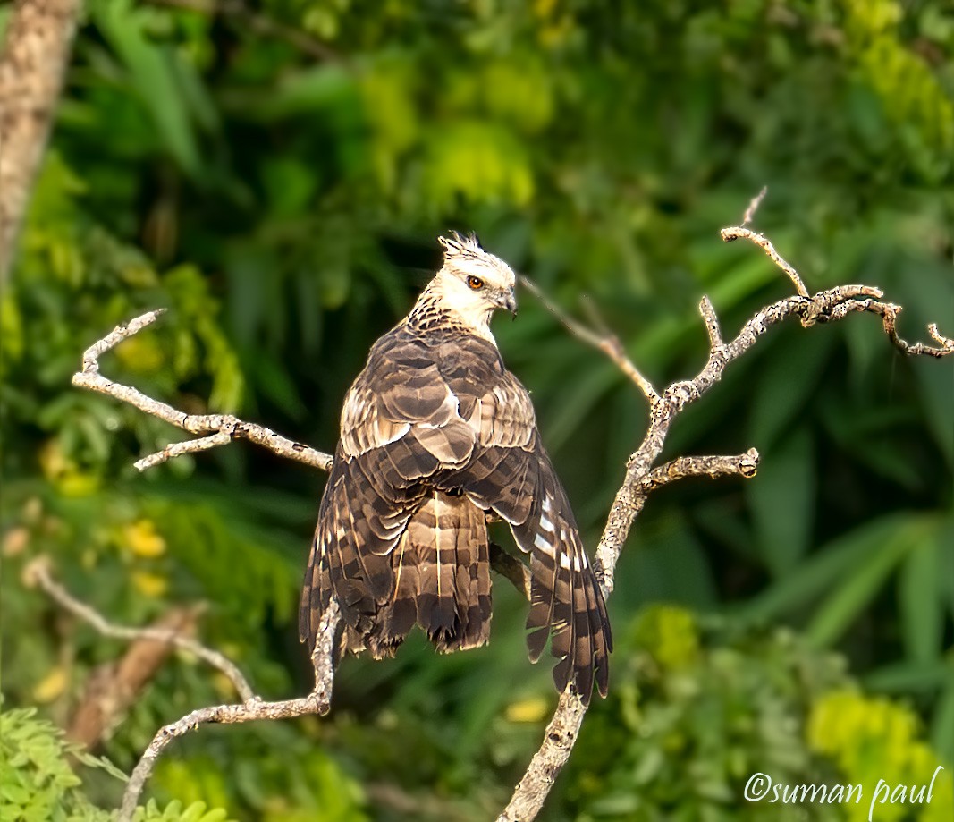 Jerdon's Baza - ML641374491