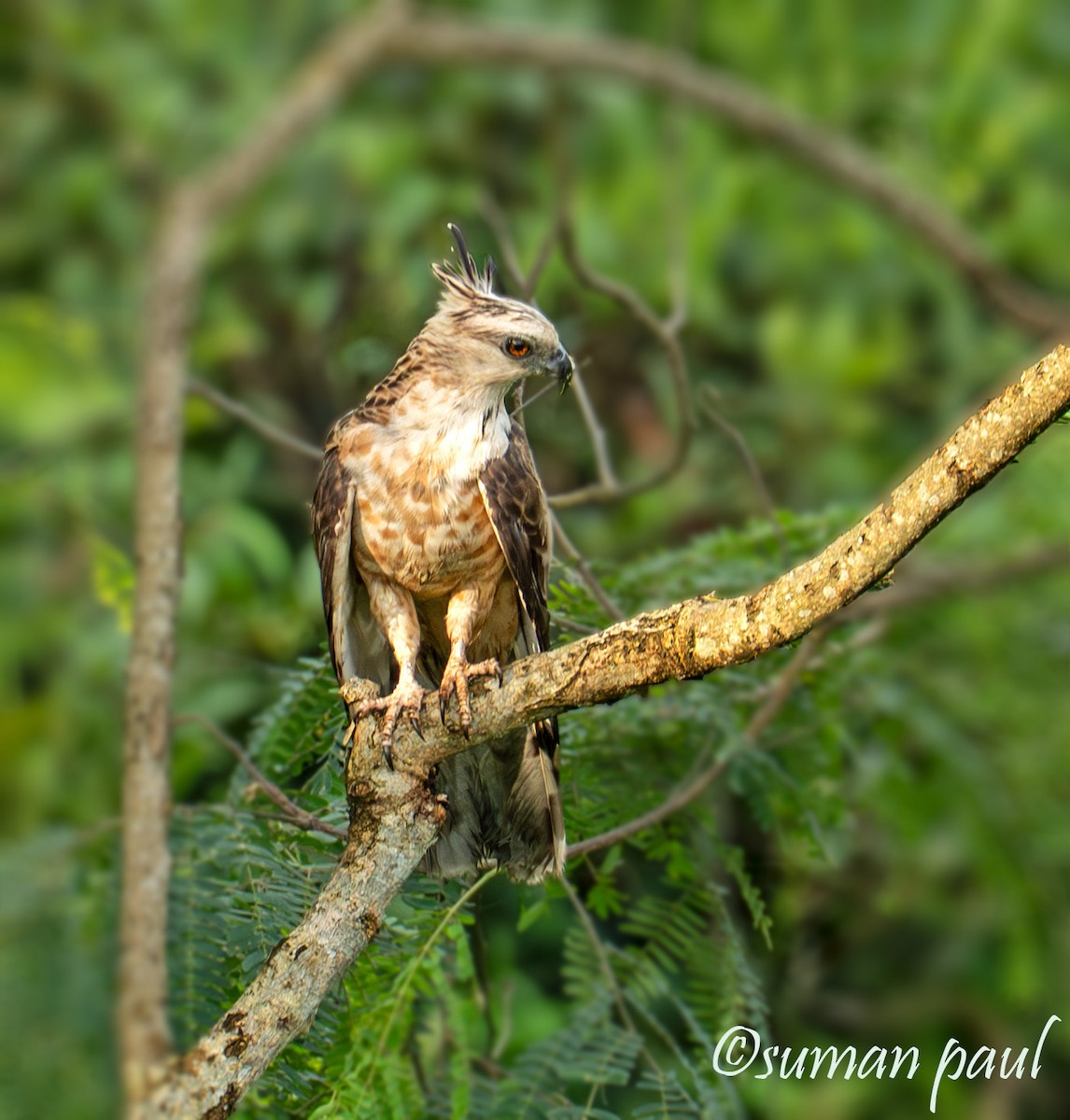 Jerdon's Baza - ML641374492