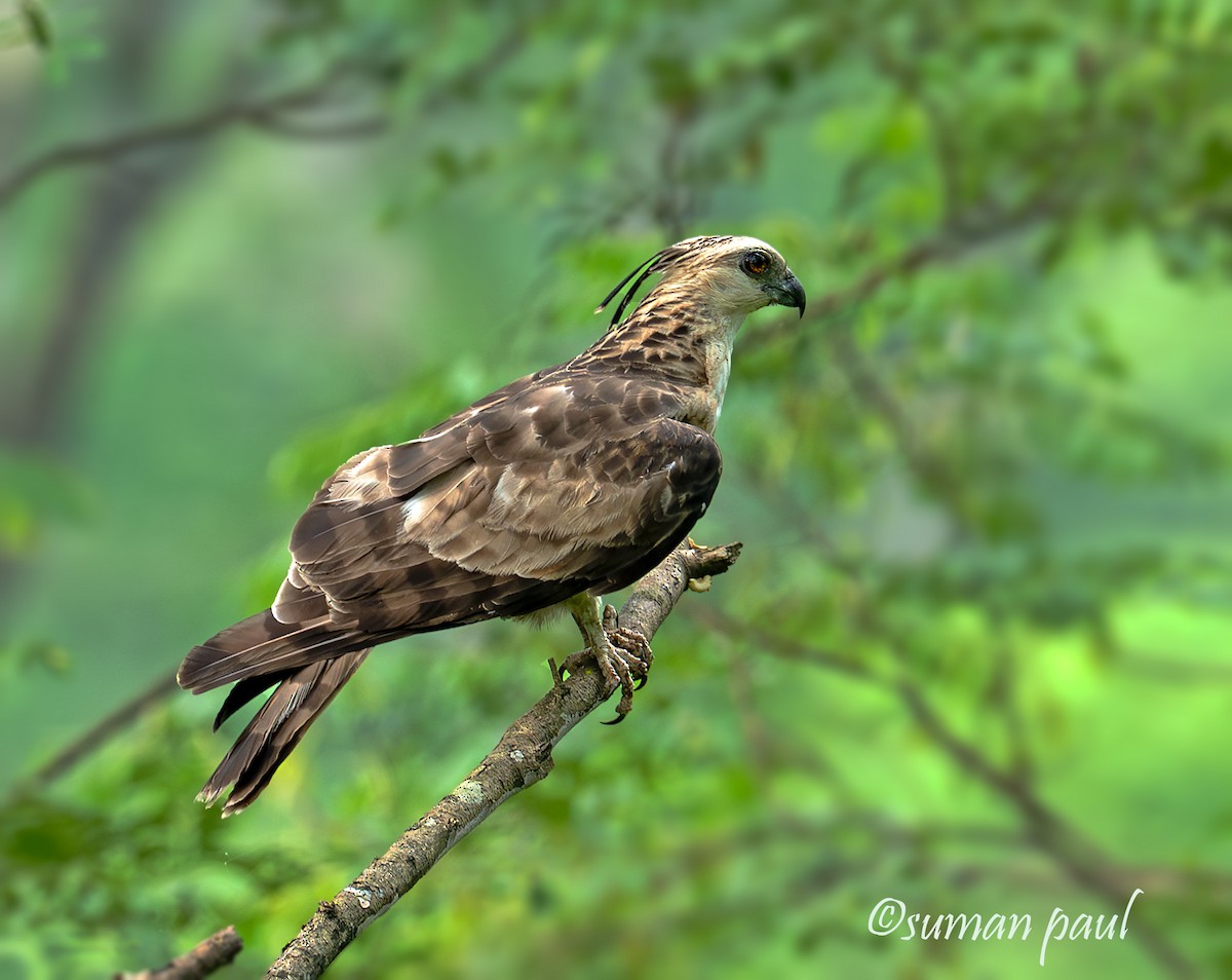 Jerdon's Baza - ML641374493