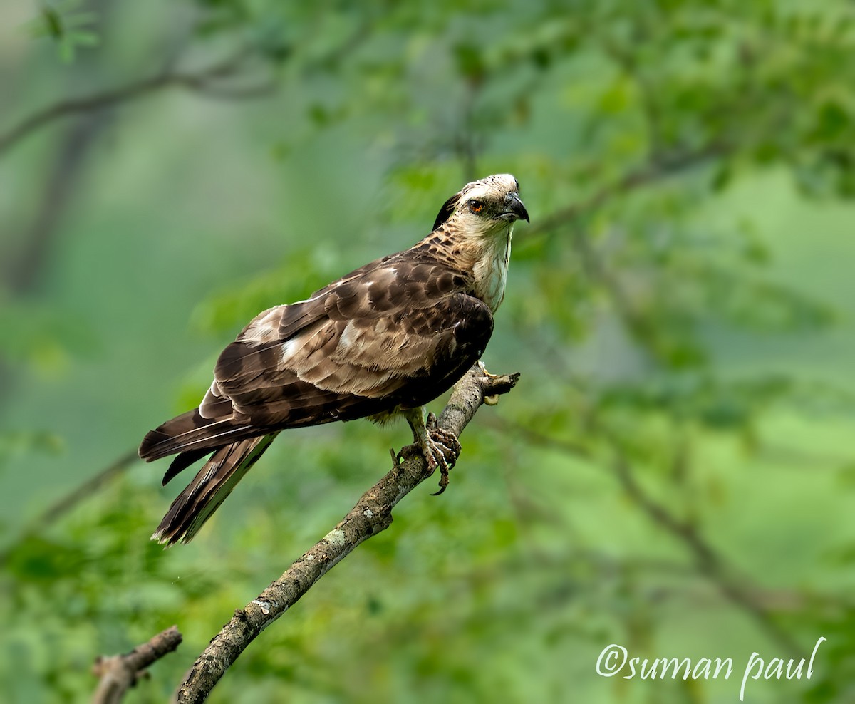 Jerdon's Baza - ML641374494