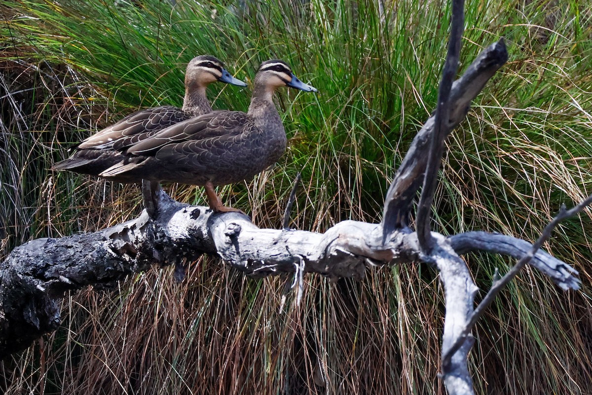 Pacific Black Duck - ML641374507