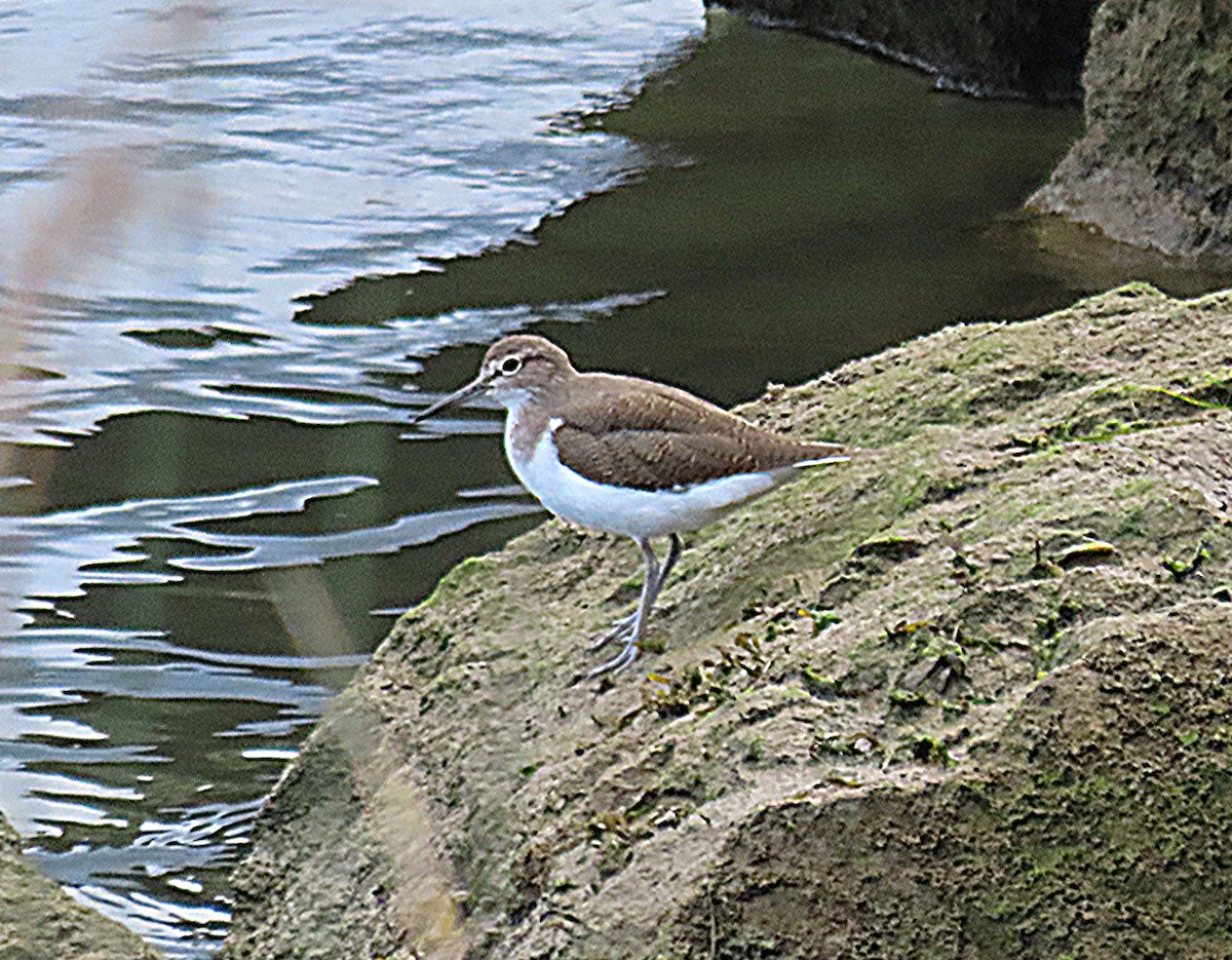 Common Sandpiper - ML641374516