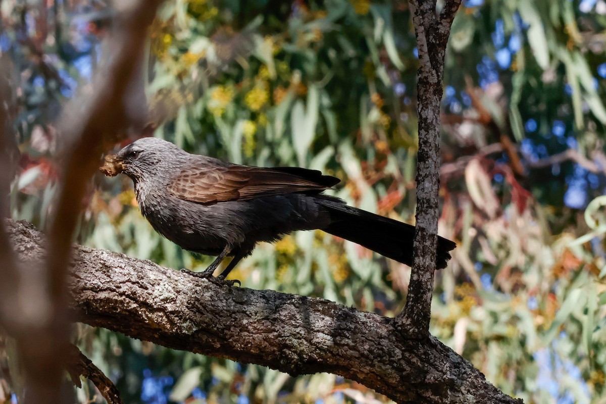 Apostlebird - ML641374519