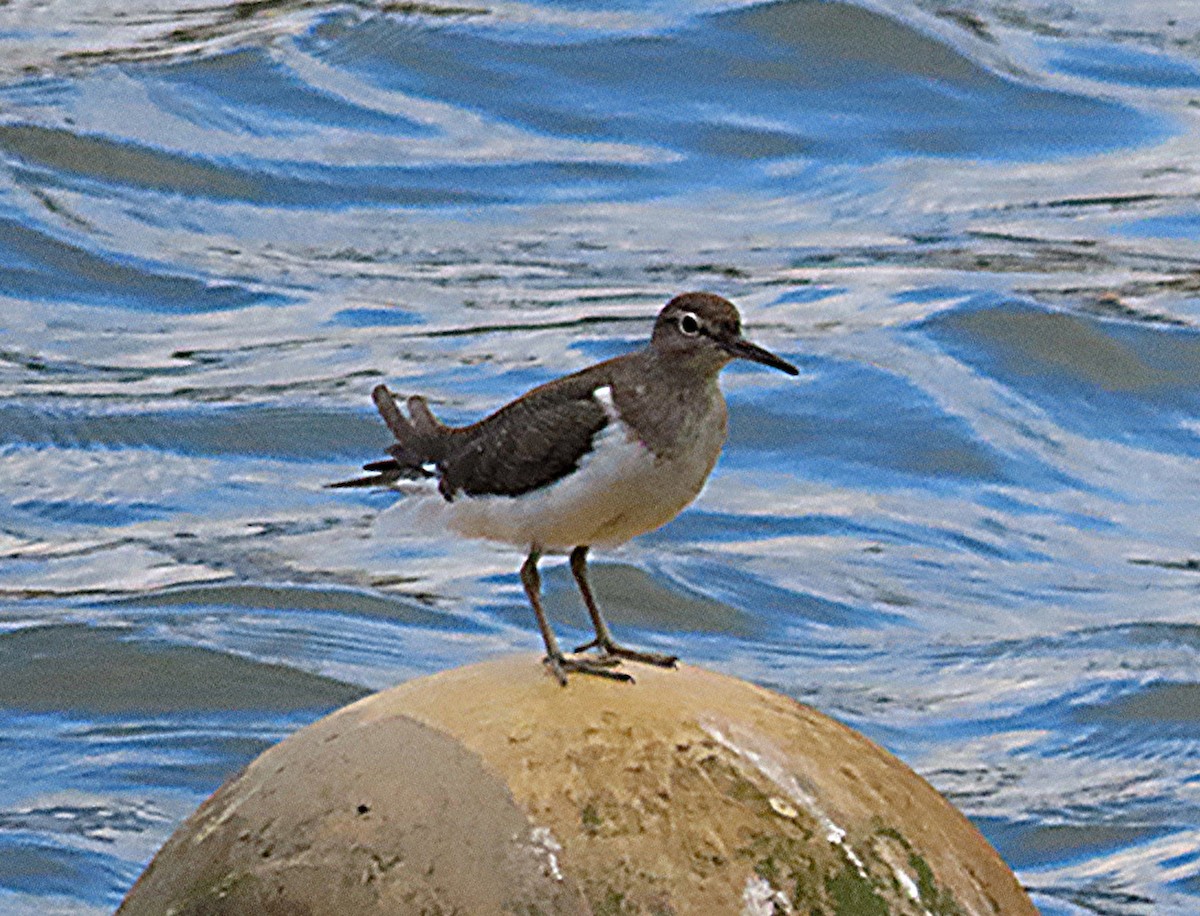 Common Sandpiper - ML641374520