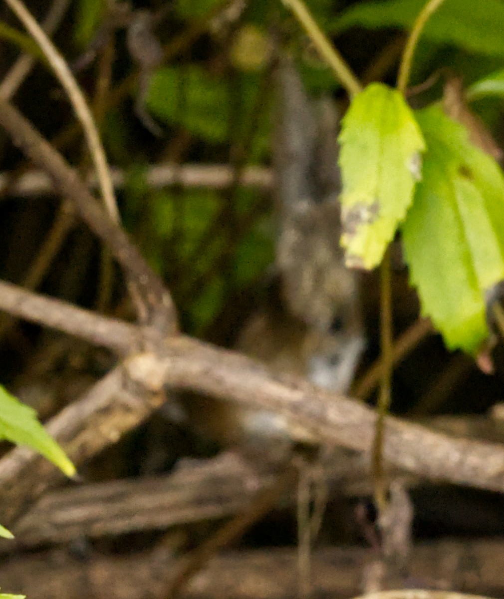 Javan Bush Warbler (Javan) - ML641374521