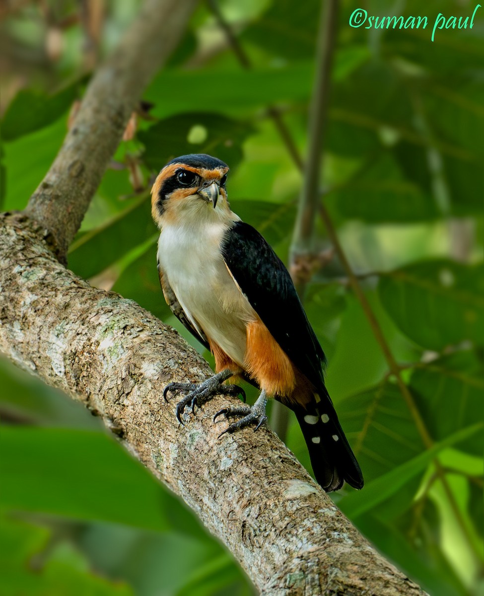 Collared Falconet - ML641374557