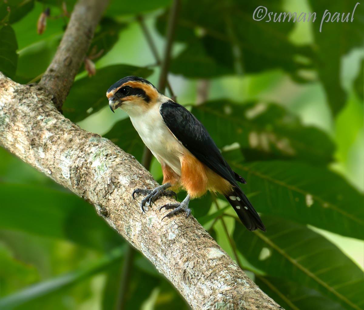 Collared Falconet - ML641374558