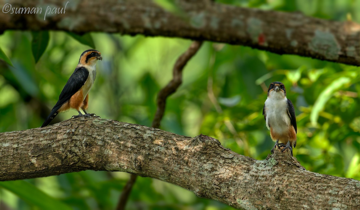 Collared Falconet - ML641374559