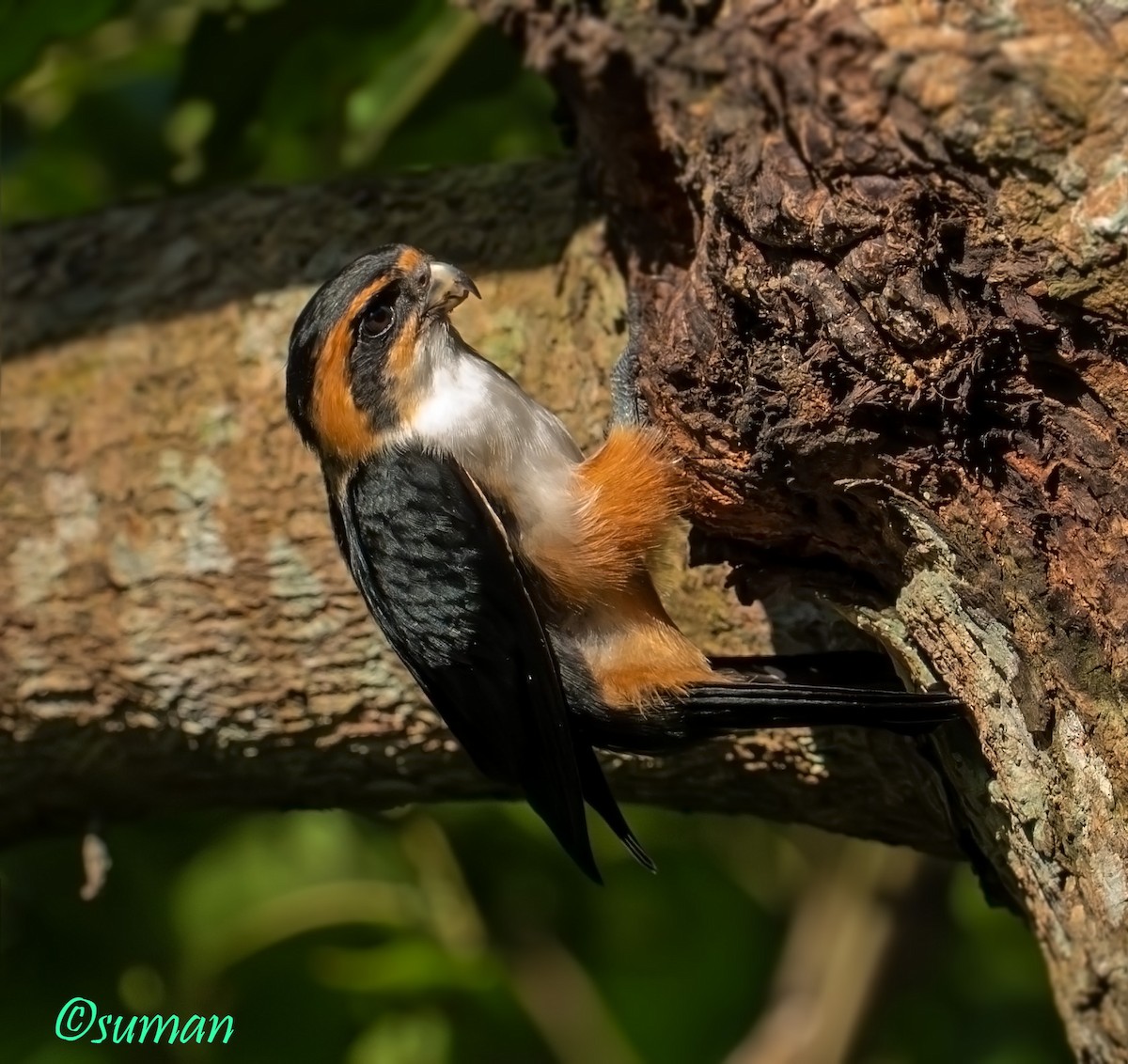 Collared Falconet - ML641374560