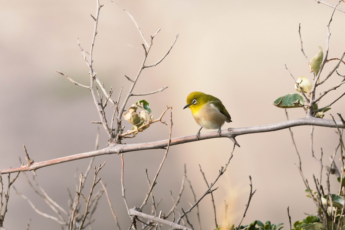 Warbling White-eye - ML641374574