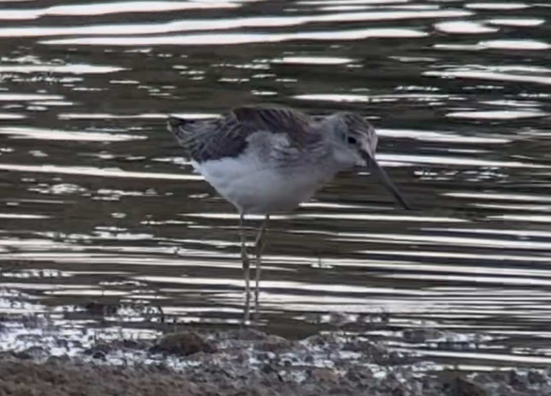 gluttsnipe - ML641374622