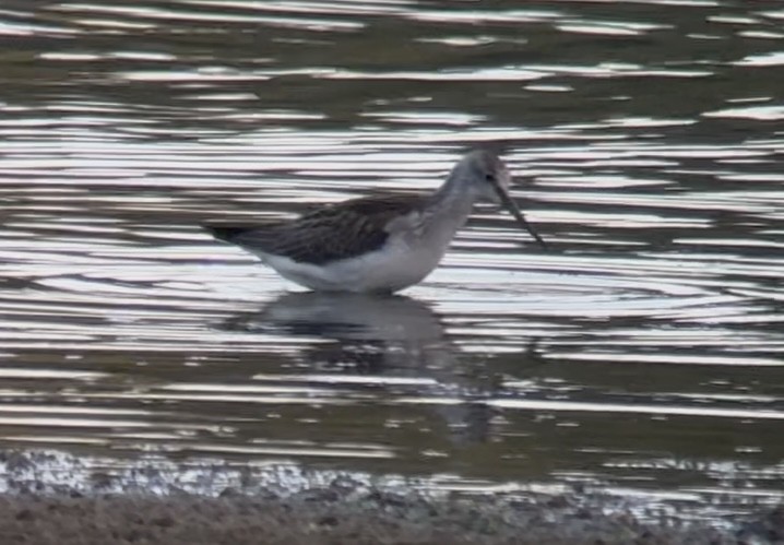 gluttsnipe - ML641374623
