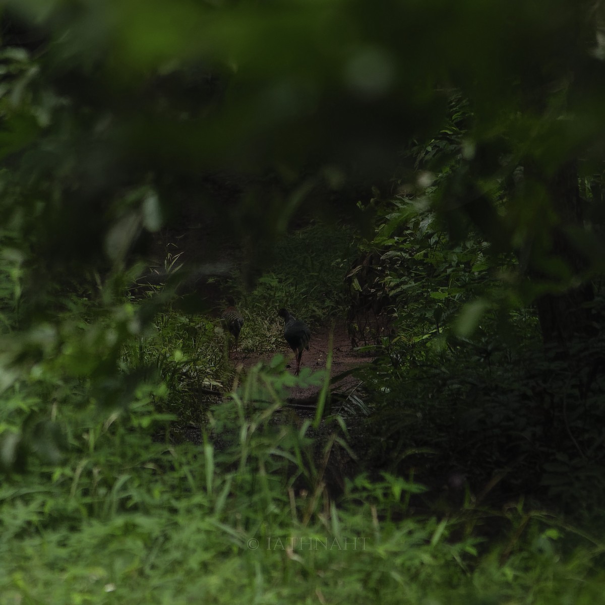 Siamese Fireback - ML641374674