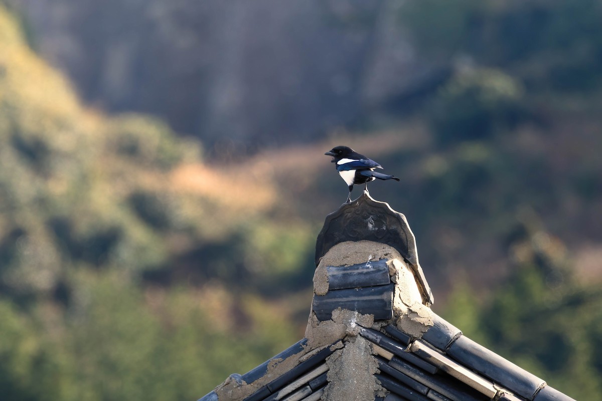 Oriental Magpie - ML641374677