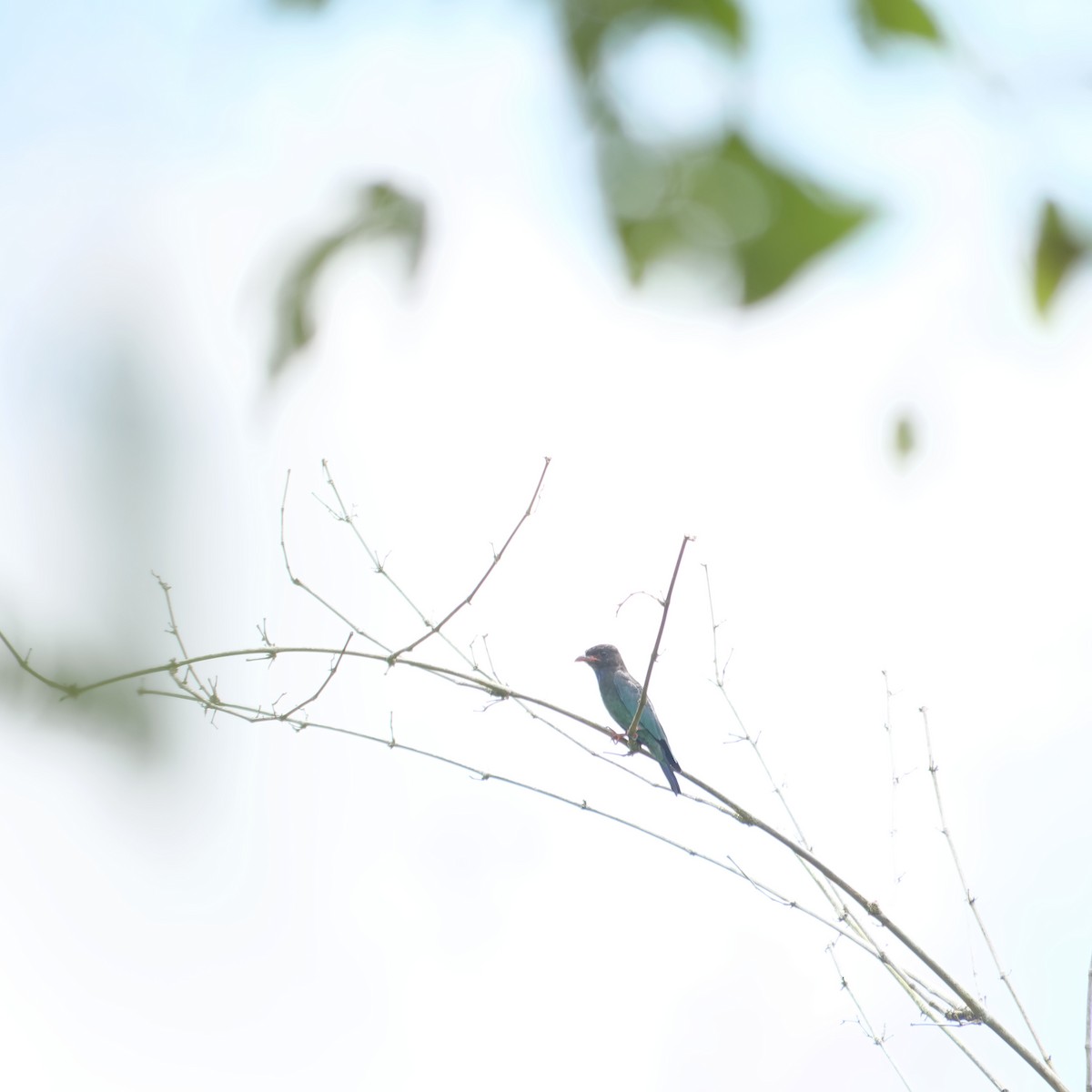 Dollarbird - ML641374726