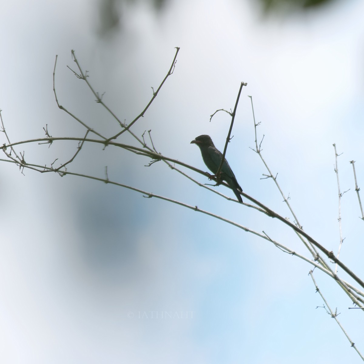 Dollarbird - ML641374727