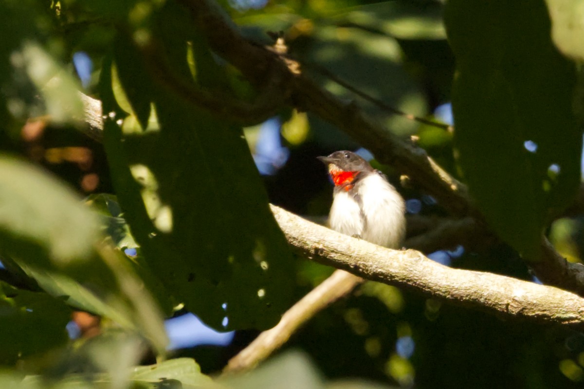 Red-chested Flowerpecker - ML641374732