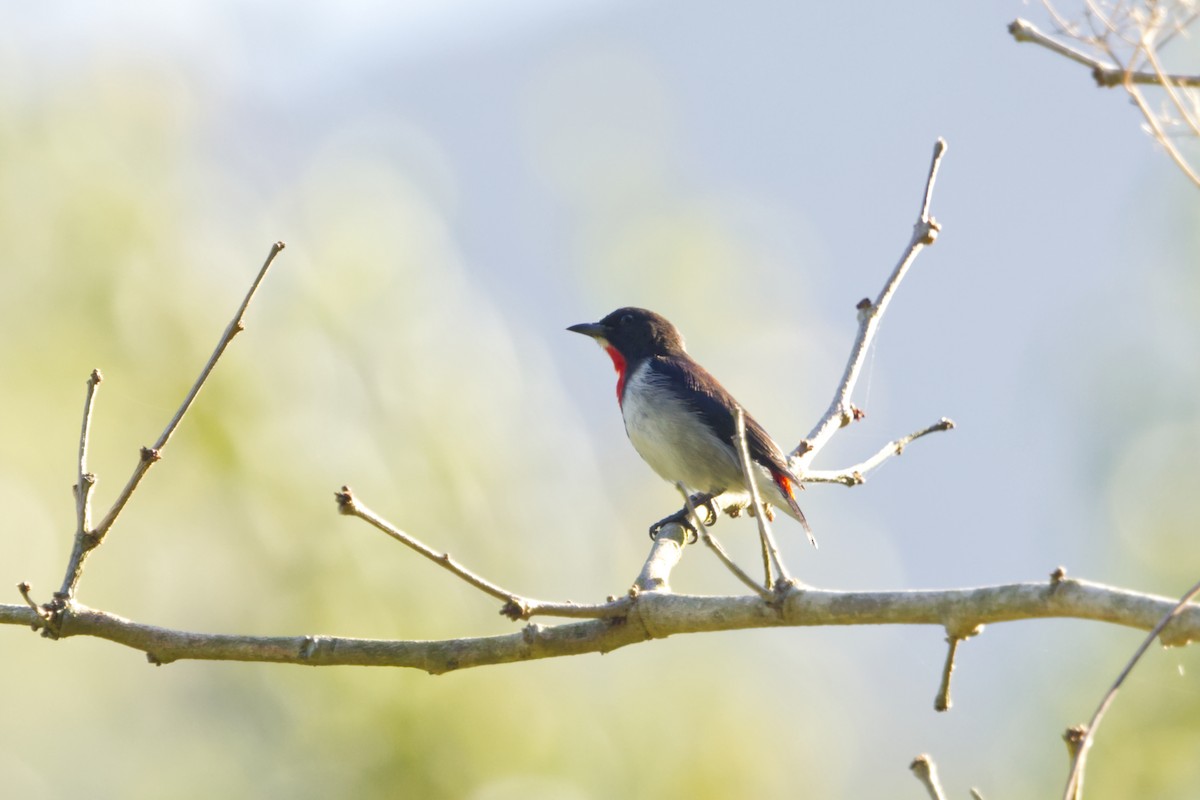 Red-chested Flowerpecker - ML641374733