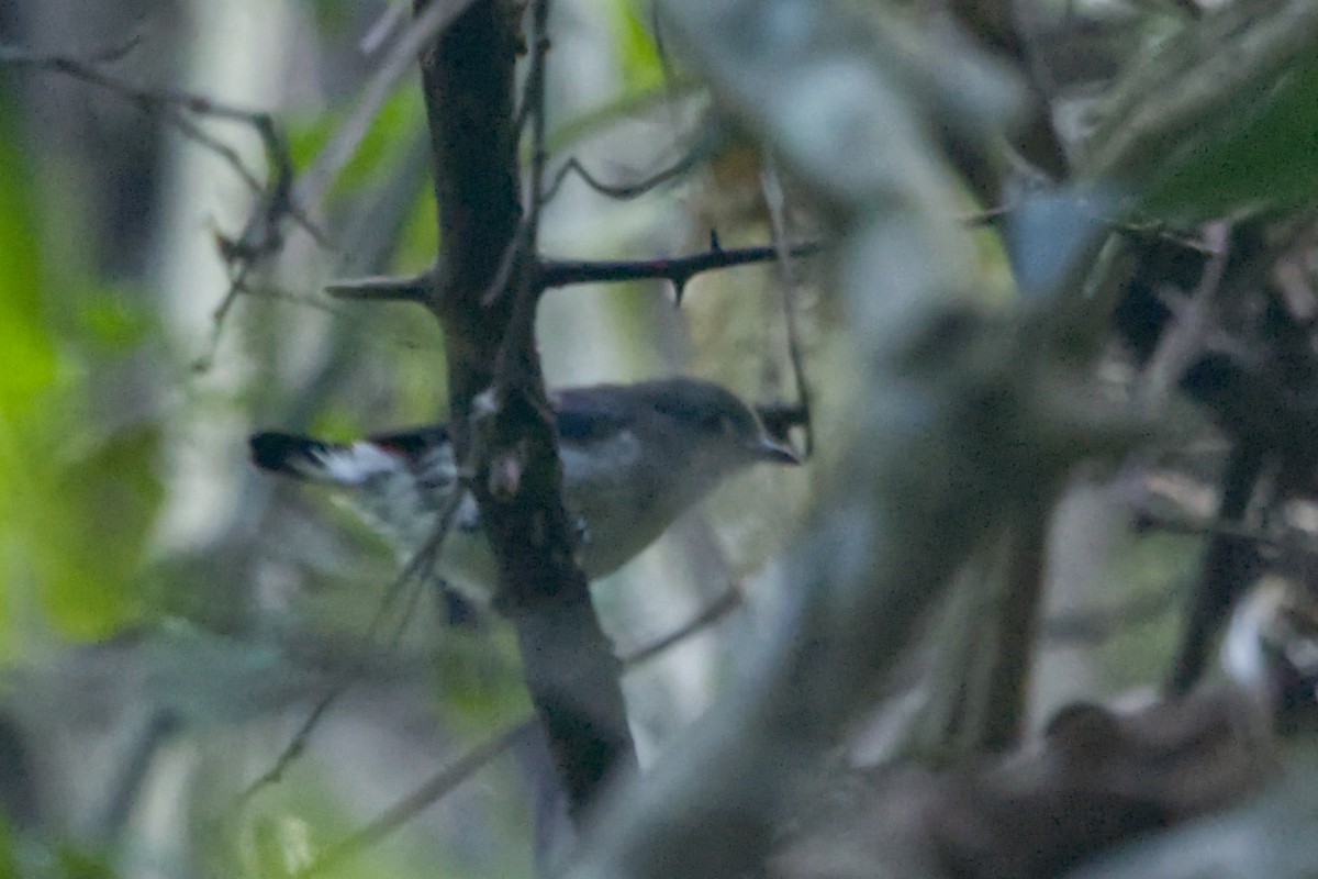 Red-chested Flowerpecker - ML641374734