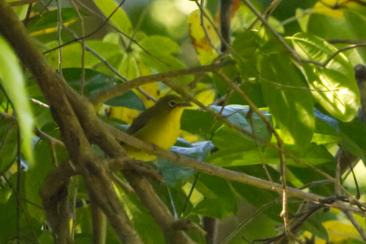 Lemon-bellied White-eye - ML641374747