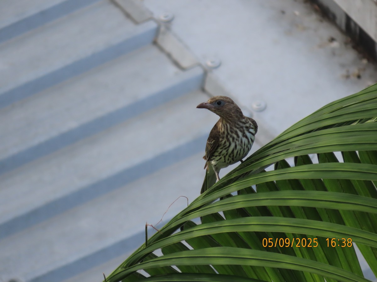 Australasian Figbird - ML641374761