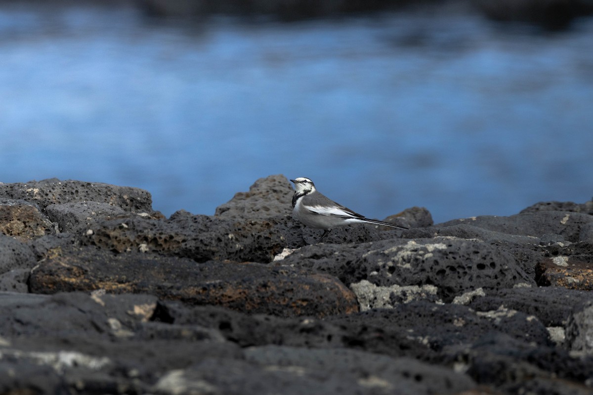 White Wagtail (Black-backed) - ML641374762