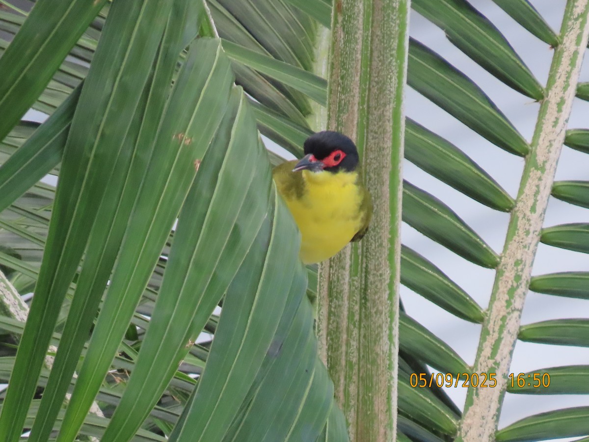 Australasian Figbird - ML641374765