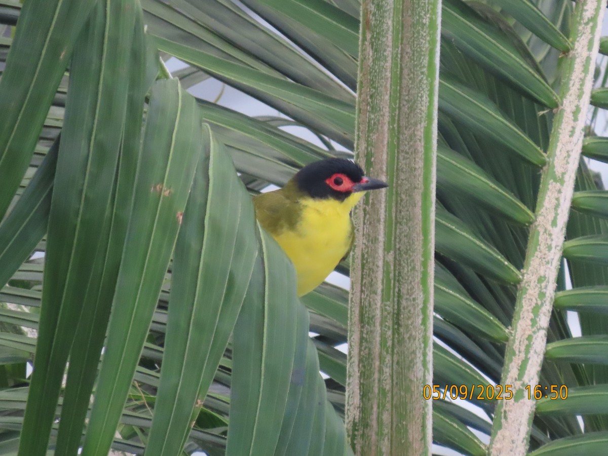 Australasian Figbird - ML641374766