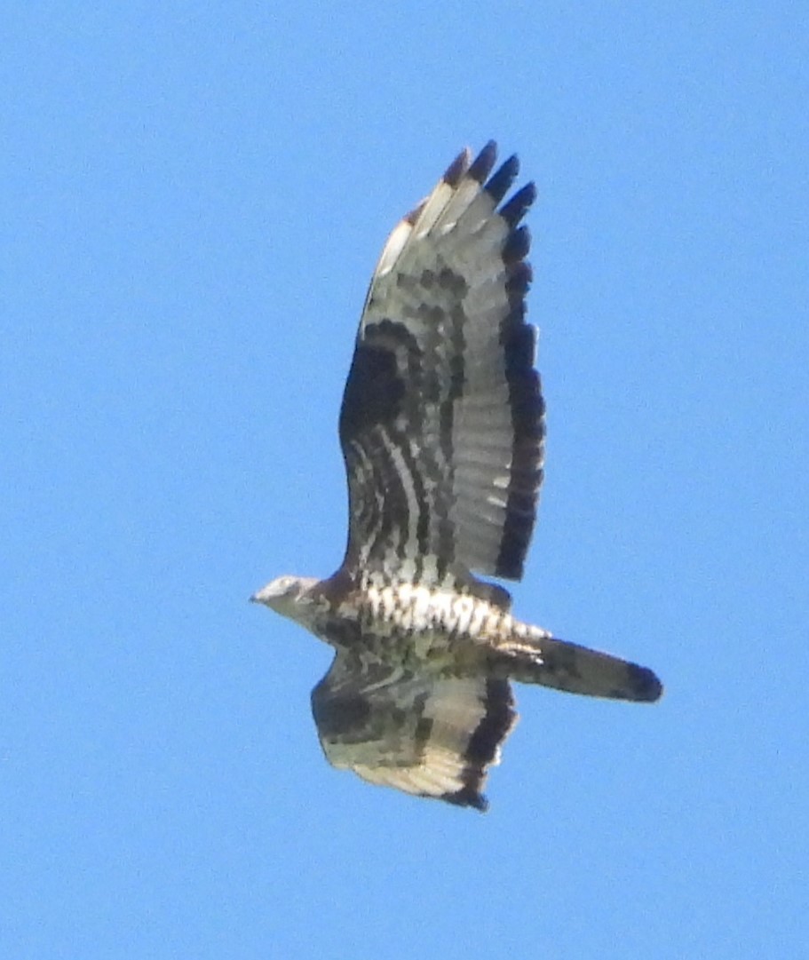 European Honey-buzzard - ML641374771