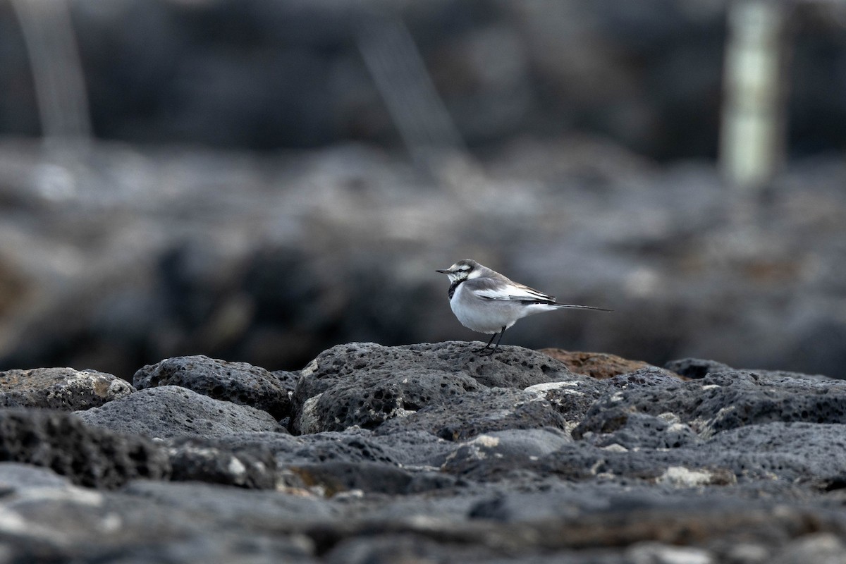 White Wagtail (Black-backed) - ML641374781