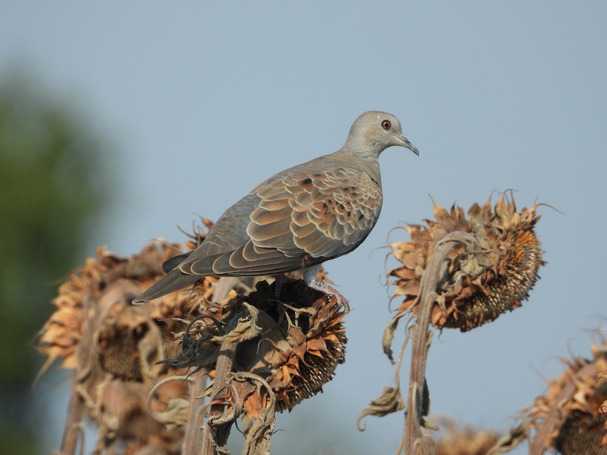 European Turtle-Dove - ML641374783