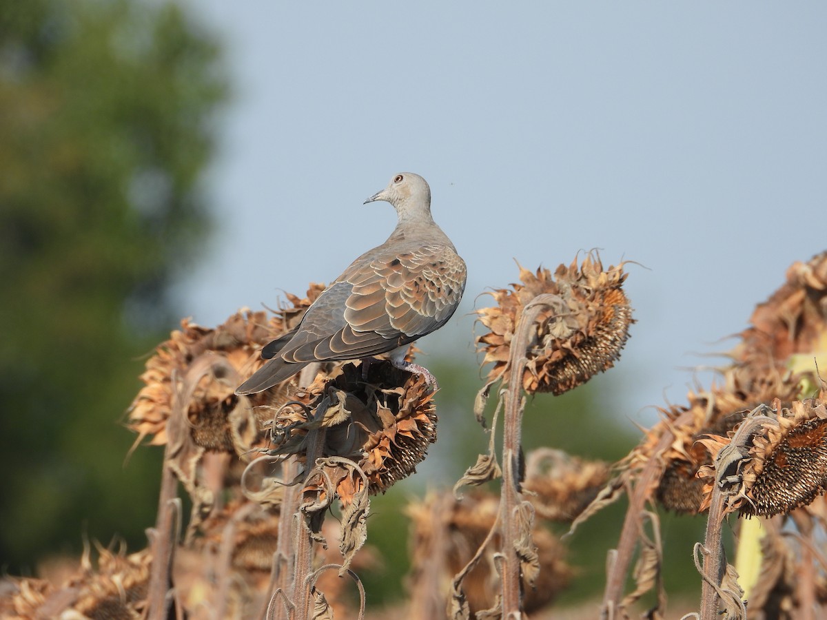 European Turtle-Dove - ML641374784