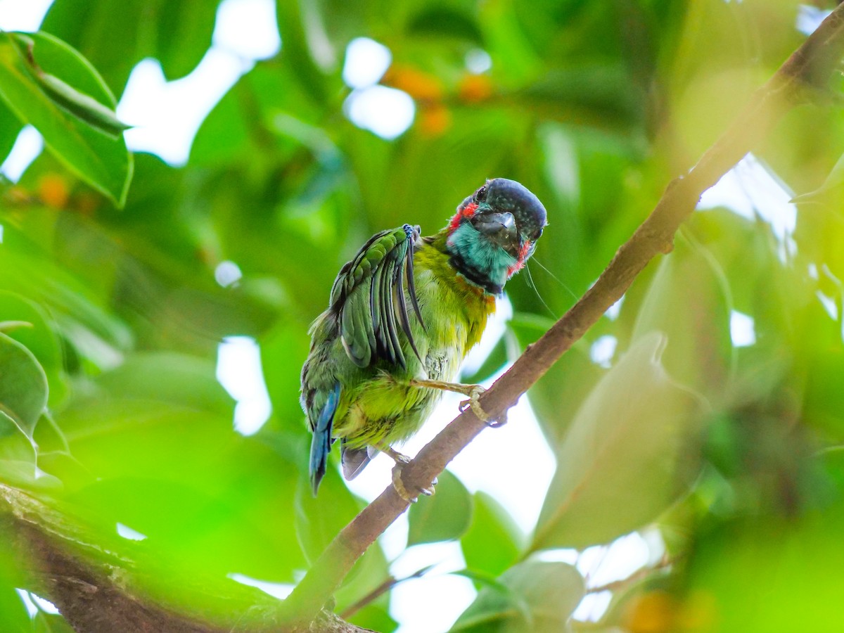 barbet modrohrdlý - ML641374821