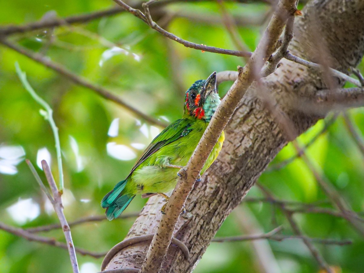 barbet modrohrdlý - ML641374822