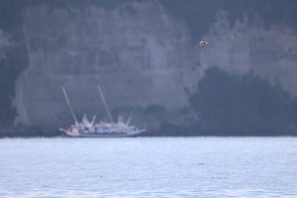 Common Tern (longipennis) - ML641374826