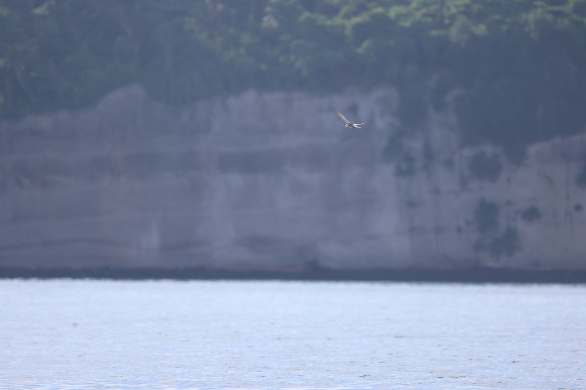Common Tern (longipennis) - ML641374827