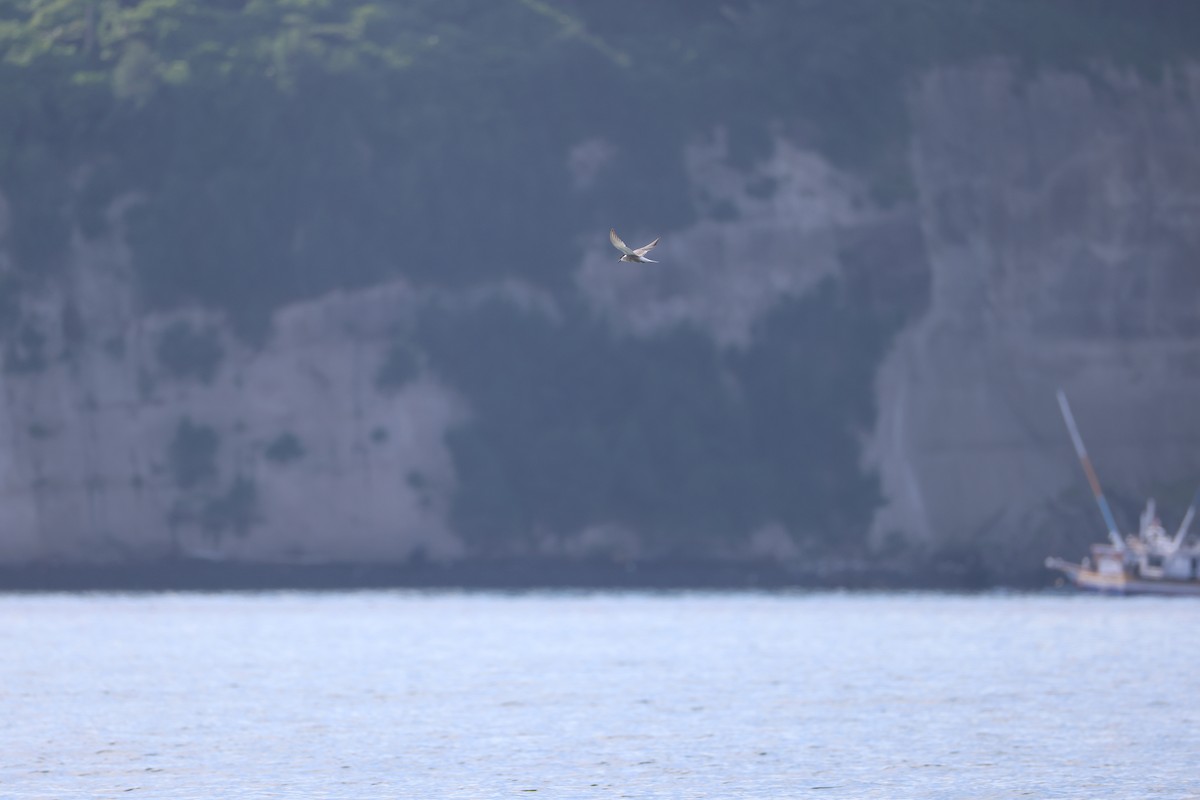 Common Tern (longipennis) - ML641374828