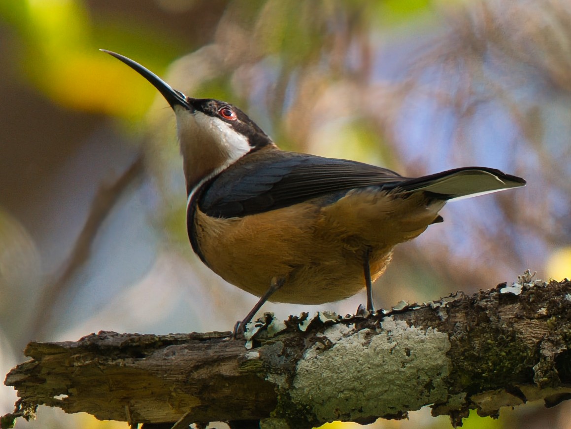 Eastern Spinebill - ML641374829