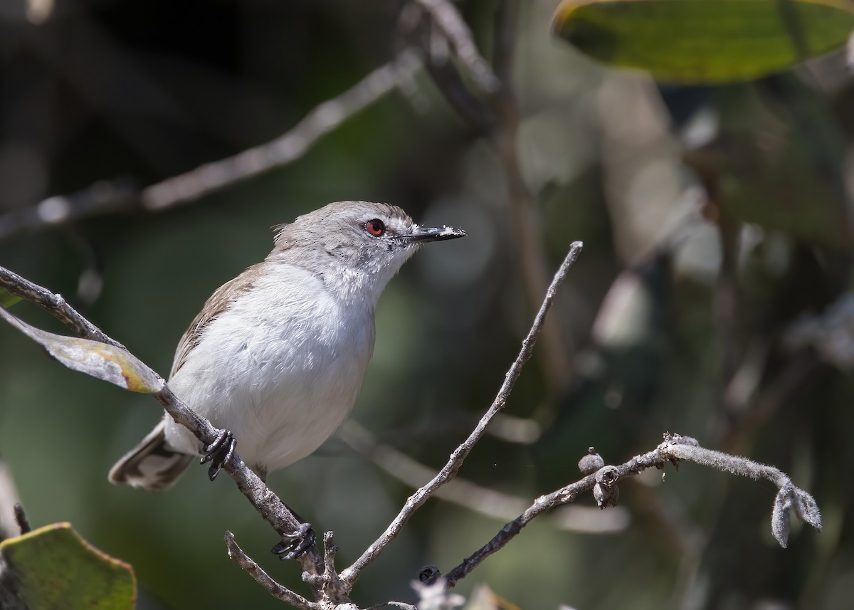 Mangrove Gerygone - ML641374834