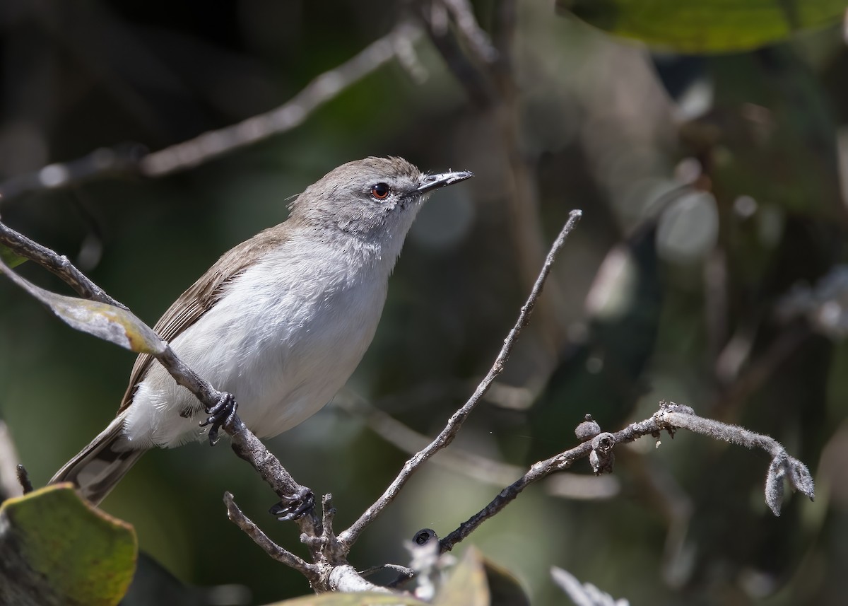 Mangrove Gerygone - ML641374835