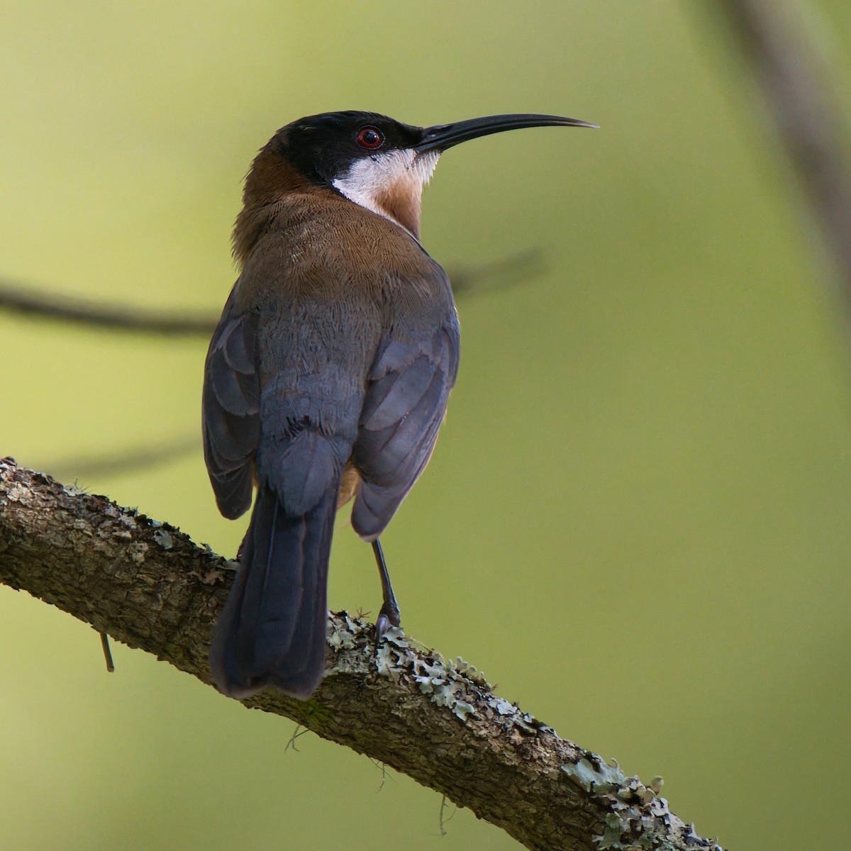 Eastern Spinebill - ML641374837