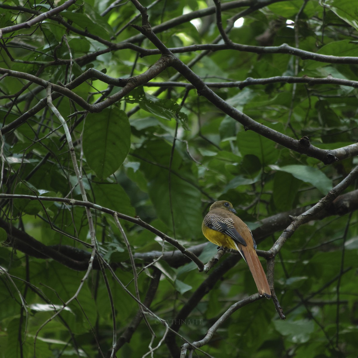 trogon oranžovoprsý [skupina dulitensis] - ML641374838
