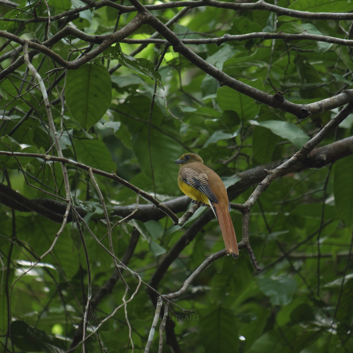 trogon oranžovoprsý [skupina dulitensis] - ML641374839