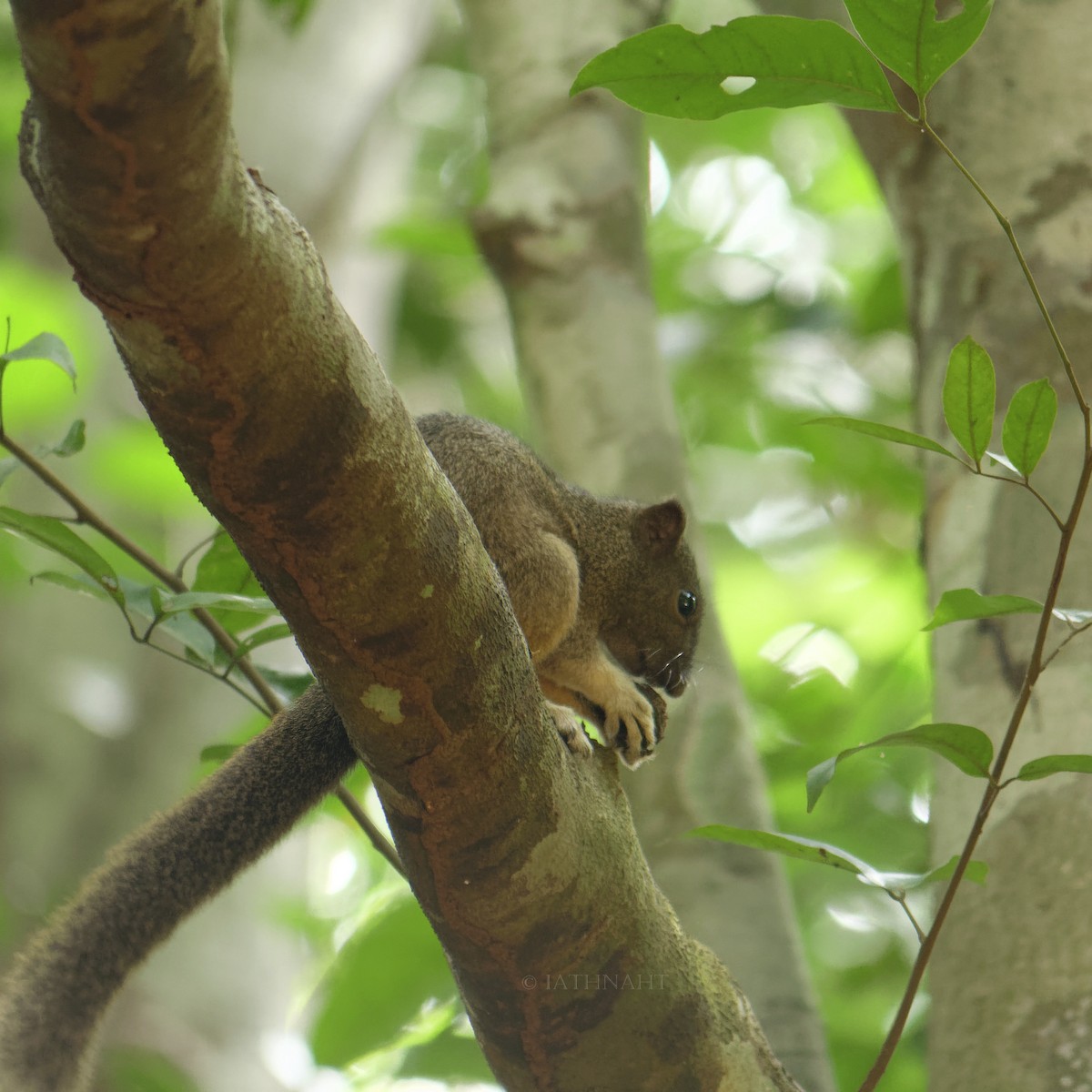 Animals - ML641374842