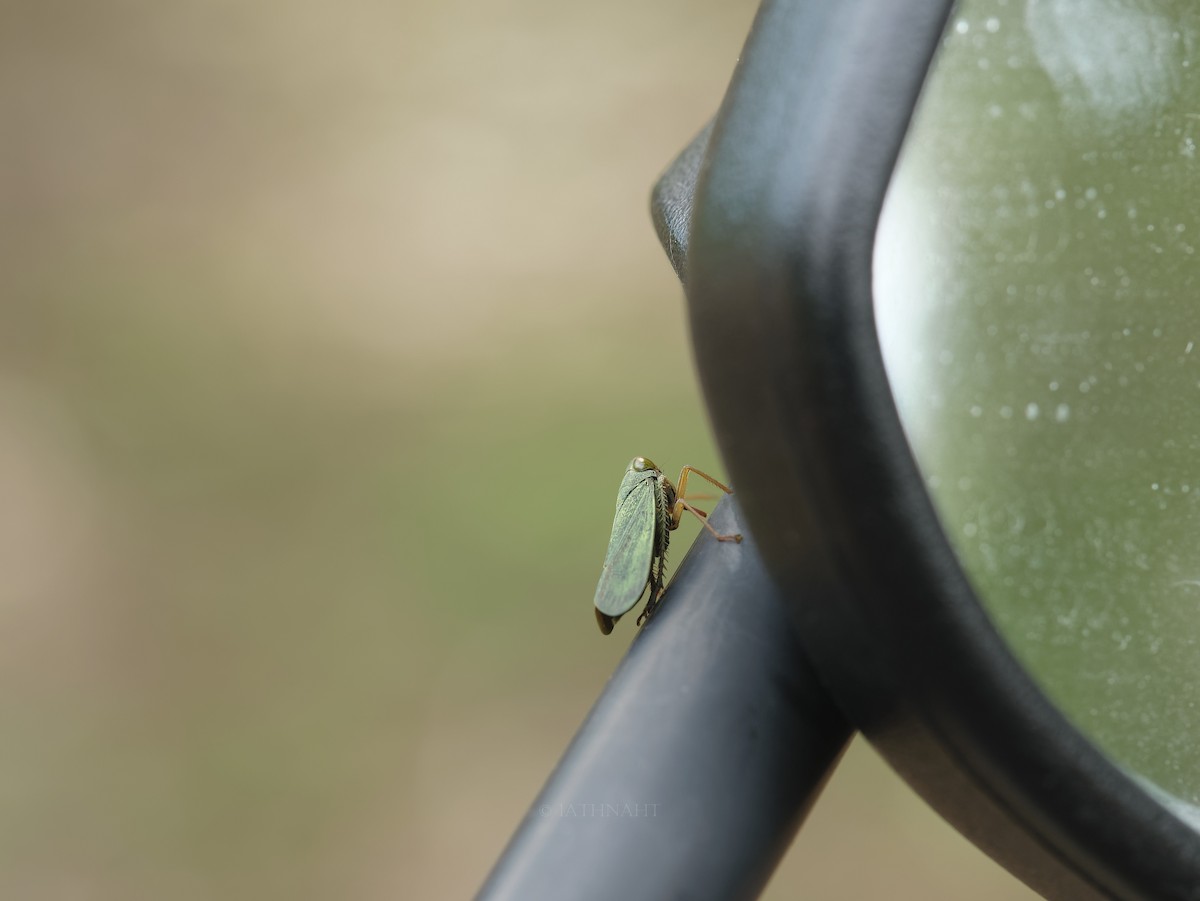 Animals - ML641374843